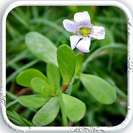 Kerala Brahmi